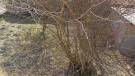 Somogy megye - Balatonmáriafürdő